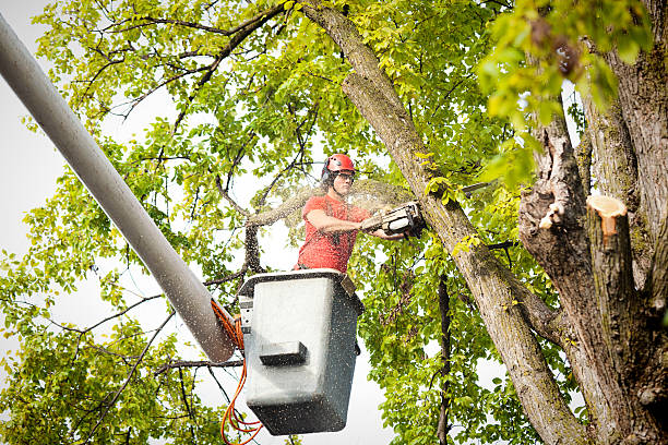 How Our Tree Care Process Works  in South Miami, FL